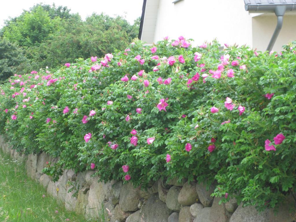 Rankwitz Urlaubsglueck Familien- & Hunde-Paradies חדר תמונה